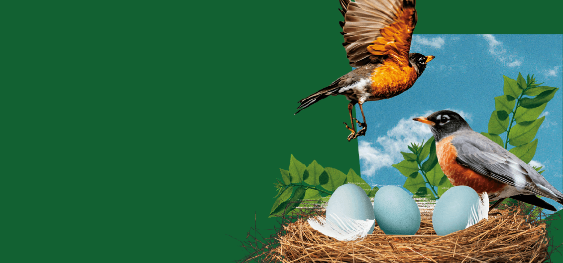 A stylised collage against a blue sky, showing two robins near a nest containing green leaves and three blue eggs. One robin is in flight with wings spread, while the other perches in the nest, conveying the article's theme of protecting and growing capital