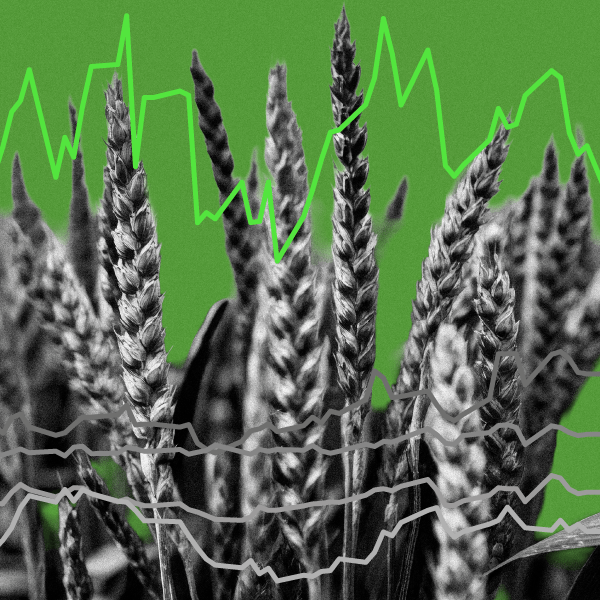 Black-and-white close-up of wheat ears in a field against a bright green background, overlaid with green and grey line graphs trending upward.